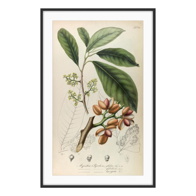 MYRISTICA PYRRHOSA GLABRA ART PRINT