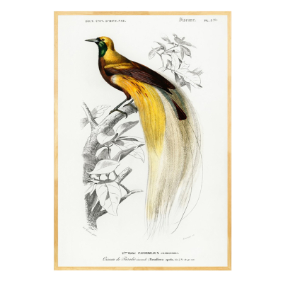 VINTAGE BIRD OF PARADISE ART PRINT