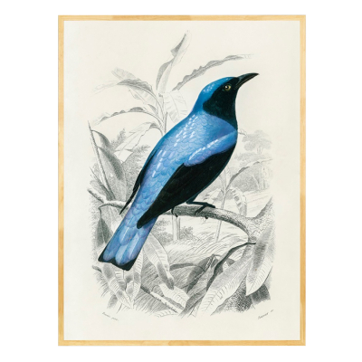 VINTAGE DRONGO ART PRINT