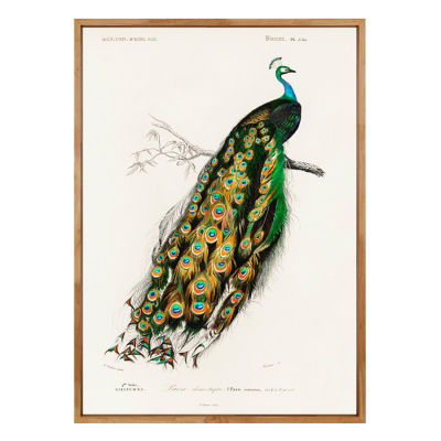 VINTAGE INDIAN PEACOCK ART PRINT