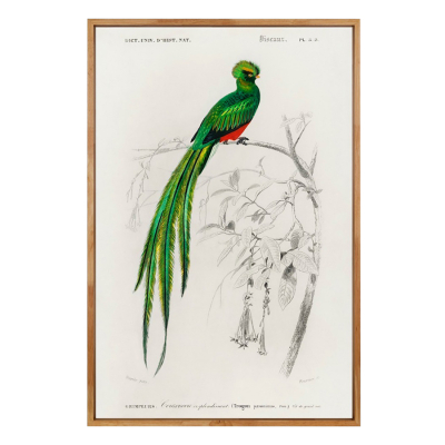 VINTAGE QUETZAL ART PRINT