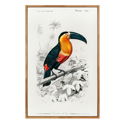 VINTAGE TOUCAN ART PRINT