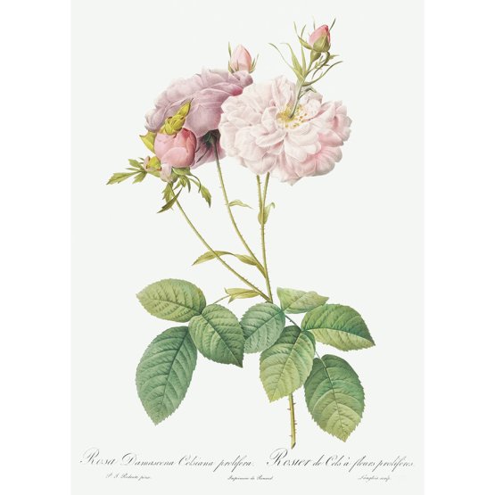 CELSIANA ROSE ART PRINT
