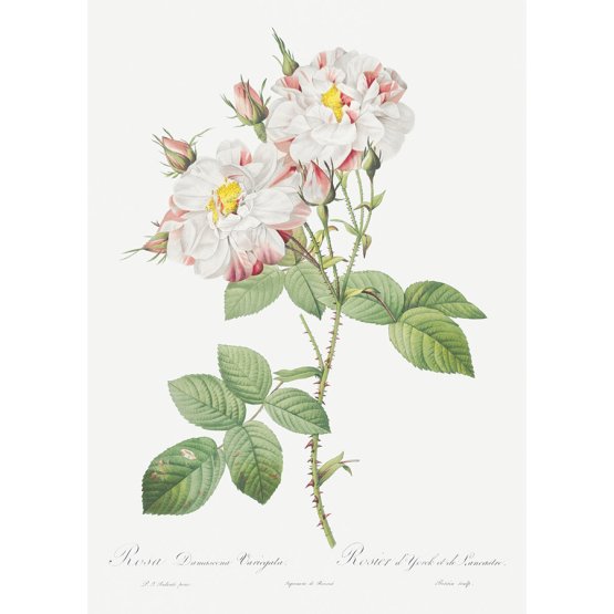DAMASK ROSE ART PRINT
