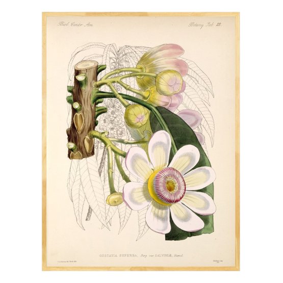 GUSTAVIA SUPERBA ART PRINT