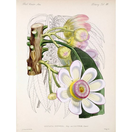 GUSTAVIA SUPERBA ART PRINT
