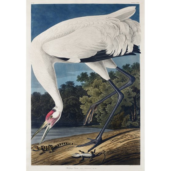 HOOPING CRANE AND LIZARD ART PRINT