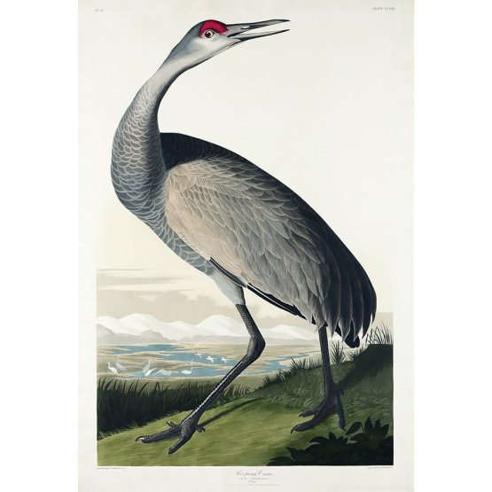 HOOPING CRANE ART PRINT