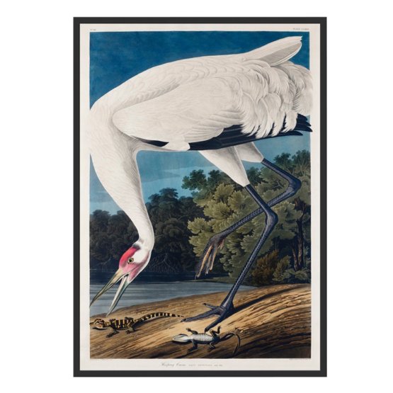 HOOPING CRANE AND LIZARD ART PRINT