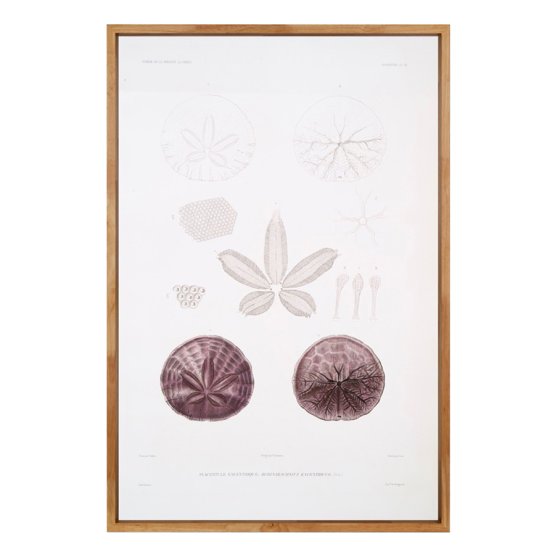 PANSY SHELL ART PRINT