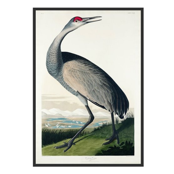 HOOPING CRANE ART PRINT