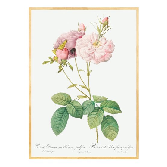 CELSIANA ROSE ART PRINT