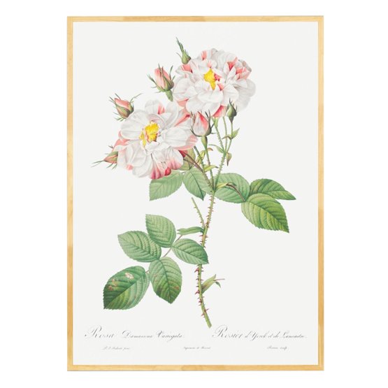 DAMASK ROSE ART PRINT