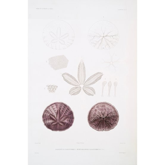 PANSY SHELL ART PRINT