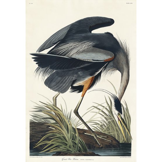 THE GREAT BLUE HERON ART PRINT